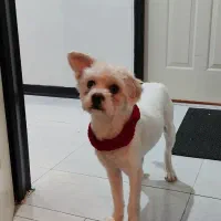 واگزاری ویکی سگ نریکساله