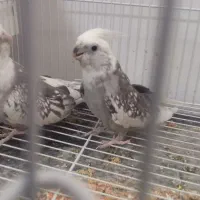 راهب دستی وعروس هلندی و....|پرنده|نیشابور, گنبد سبز|دیوار