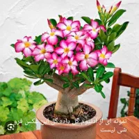 آدنیوم|گل و گیاه طبیعی|پارس‌آباد, |دیوار
