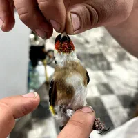 سهره وحش امسال نشون دار|پرنده|اندیمشک, |دیوار