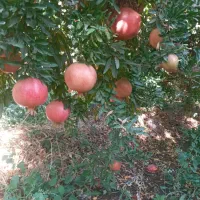 انار درجه یک|عمده‌فروشی|کوهنانی, |دیوار