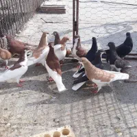 کبوتر رنگی|پرنده|بندر کنگان, |دیوار