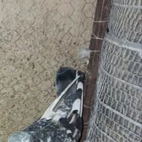 سرور هفت رنگ