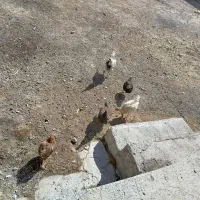 8عدد مرغ و خروس|حیوانات مزرعه|چنگ الماسی, |دیوار