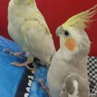 یه جفت عروس هلندی سالم|پرنده|زابل, |دیوار