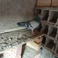 ساعت بالا نسل دار|پرنده|خان ببین, |دیوار