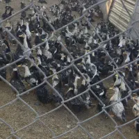 اردک چاق|حیوانات مزرعه|رشت, منظریه|دیوار