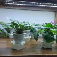 بنفشه آفریقایی بهمراه استند چوبی و امکانات کامل|گل و گیاه طبیعی|تهران, جی|دیوار