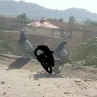 چهار تا کفتر یک جفت آلمانی یک لایی