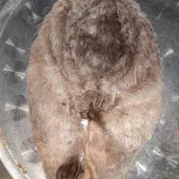 خیگ وروغن|عمدهفروشی|دهدشت, |دیوار