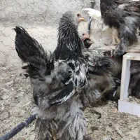 برهما و گلین نیمچه|حیوانات مزرعه|شیراز, شهرک گلستان|دیوار