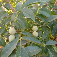 فروش-باغ-و-معاوضه