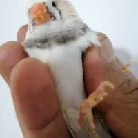 فنج کینگ|پرنده|شیراز, ماه فیروزان|دیوار