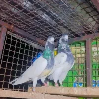 کفتر پرش سنگین