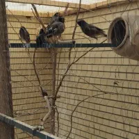 مرغ مینا نر و ماده بالغ و به شرط|پرنده|اصفهان, شاهزید|دیوار