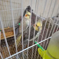 جفت عروس هلندی