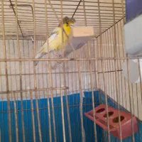 قناری گلاستر و ابلغ