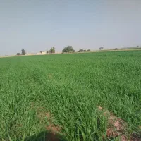 گندم