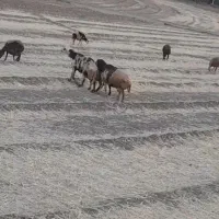 قوچ و بره قوچ میش