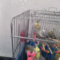 سه عدد عروس هلندی زیبا وسخنگو