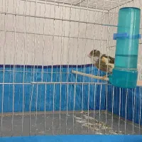 ماده قناری آماده هوش هوش