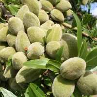 نهالستان گردو و بادام دیرگل و پر بار پالیز|خدمات باغبانی و درختکاری|اصفهان, آزادگان|دیوار