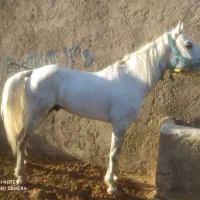 اسب نریون کرد