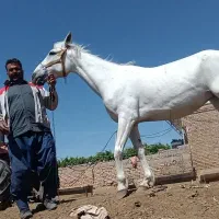 اسب ماده