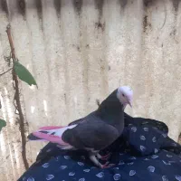 دو تا کبوتر پرشی