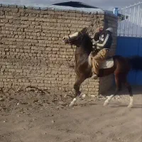 اسب