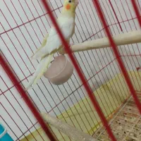 عروس هلندی ماده مولد آماده