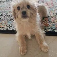 واگذاری سگ|سگ|پردیس, فاز ۴|دیوار