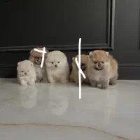 توله سگ فــقط اورجینال ( پامر / شیتزو / پودل )