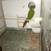 گیرینچیک مولد.