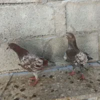 جوجه کله ای