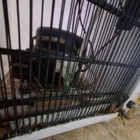 آبسردکن آبجوش روشن گاسونیک GOSONIC جدید|آب‌سردکن و تصفیه آب|تهران, نعمت‌آباد|دیوار