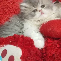 گربه‌ پرشین (سوپرفلت/عروسکی) همه رنگ‌ها|گربه|رشت, گلسار|دیوار