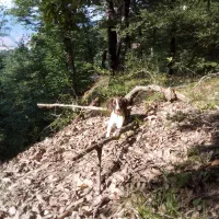 واگذاری سگ دنبلانی