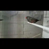 فنچ شارکول انگلیسی