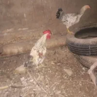 مرغ و خروس
