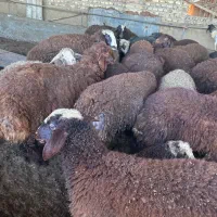 بره سوپر چاق قصابی