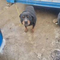 سگ رتوایلر|سگ|نوشین شهر, |دیوار