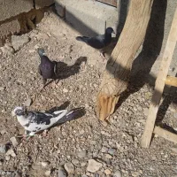 کبوتر|پرنده|فسا, |دیوار