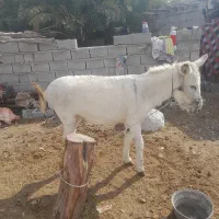 الاغ آرام و جوان|حیوانات مزرعه|تخت, |دیوار