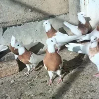 کفتر طوقی