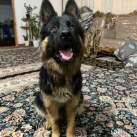 ژرمن شولاین دوساله|سگ|گنبد کاووس, |دیوار