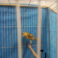 سه عدد قناری