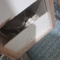 پرنده عروس هلندی|پرنده|کرج, گلدشت|دیوار