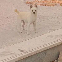 سگ پاکوتاه جیبی ماده