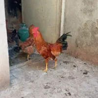 خروس محلی جوان